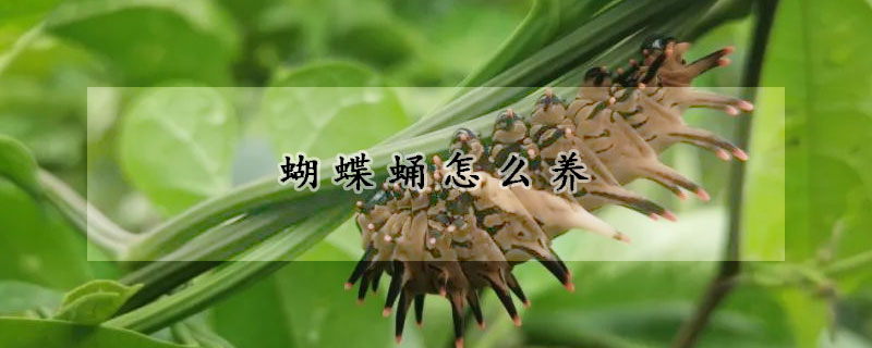 蝴蝶蛹怎么養(yǎng)