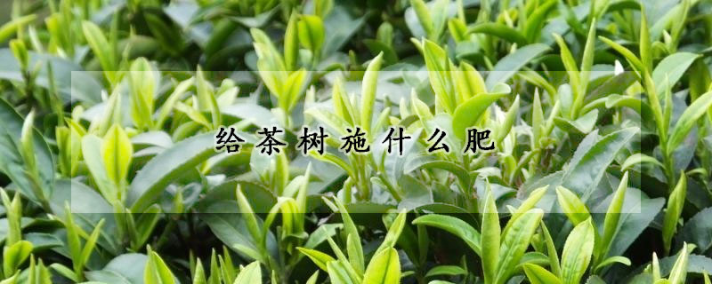 給茶樹施什么肥