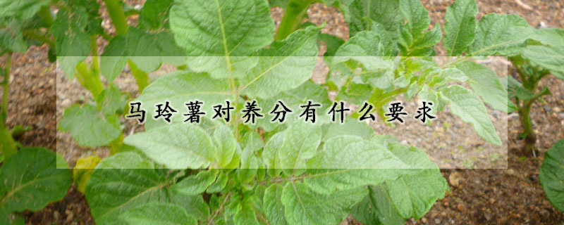 馬玲薯對養分有什么要求