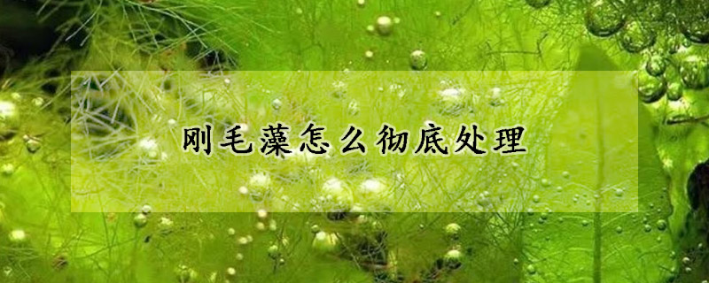 剛毛藻怎么徹底處理