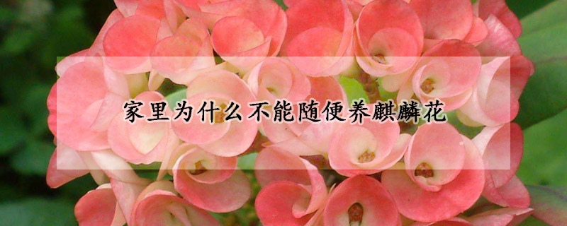 家里為什么不能隨便養(yǎng)麒麟花