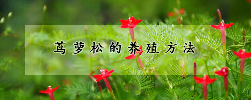 蔦蘿松的養(yǎng)殖方法