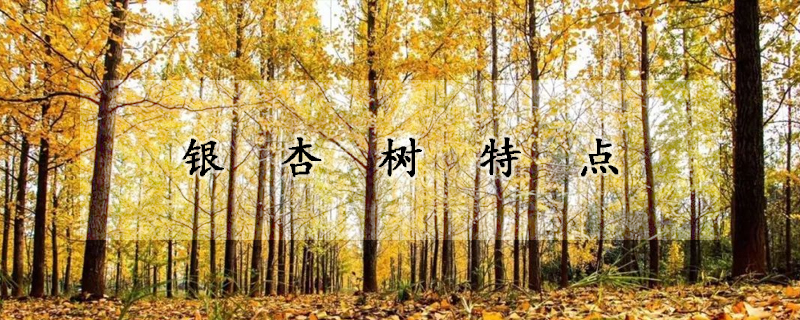 銀杏樹(shù)特點(diǎn)