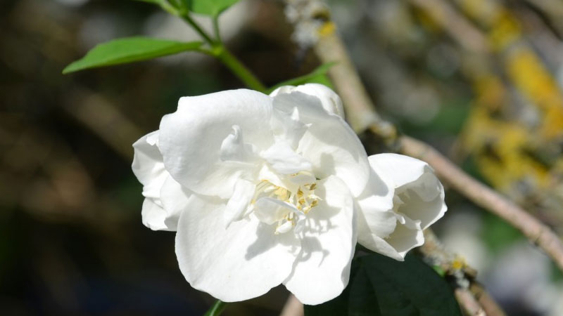 苿利花開花后怎么修剪