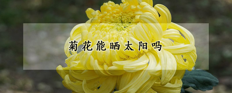 菊花能曬太陽(yáng)嗎