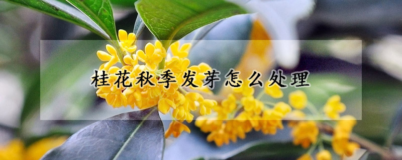 桂花秋季發芽怎么處理