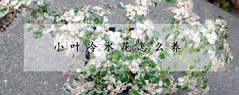 小葉冷水花怎么養(yǎng)