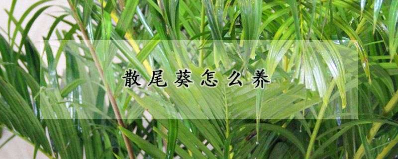 散尾葵怎么養(yǎng)