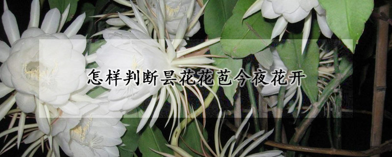 怎樣判斷曇花花苞今夜花開