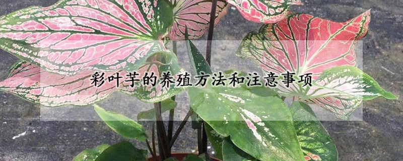 彩葉芋的養(yǎng)殖方法和注意事項(xiàng)