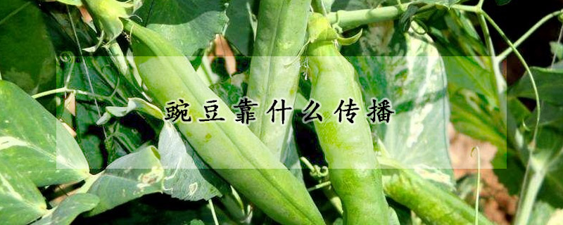 豌豆靠什么傳播