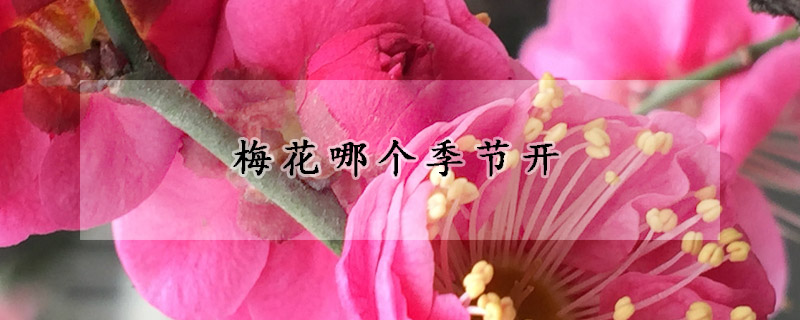 梅花哪個(gè)季節(jié)開