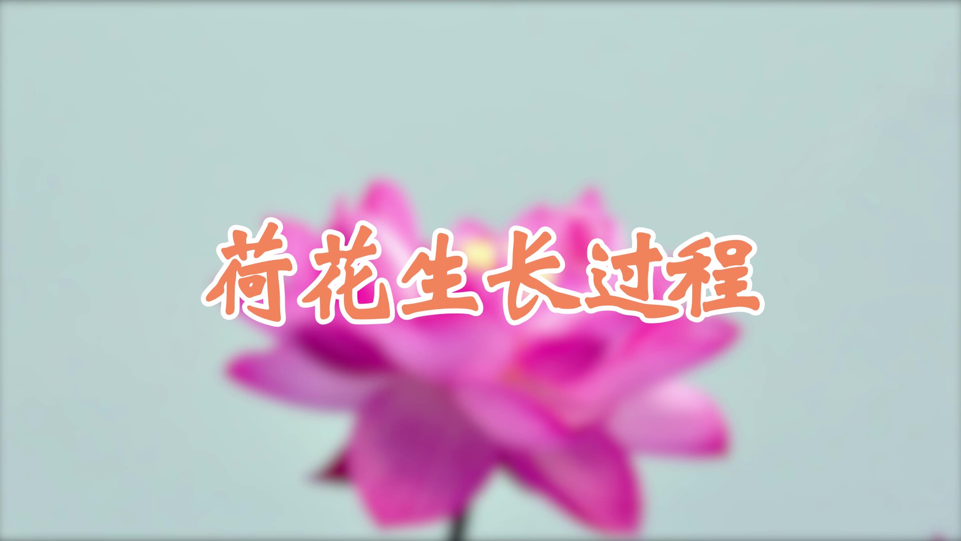 荷花生長(zhǎng)過(guò)程