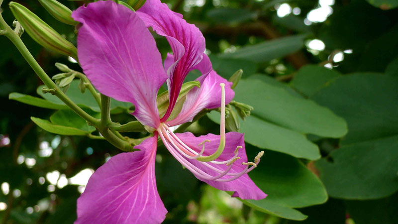 紫金花和紫荊花區(qū)別