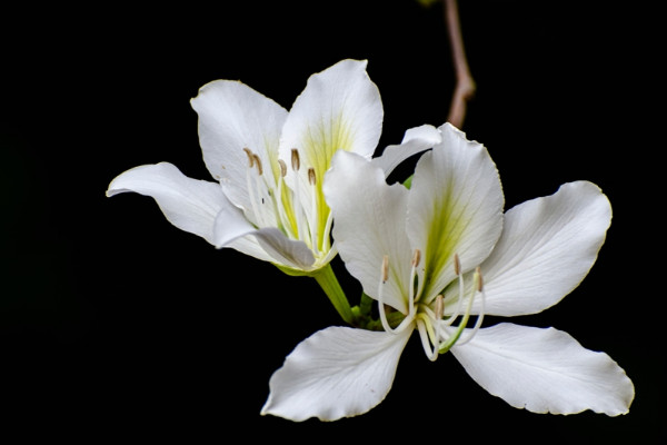 紫金花和紫荊花區(qū)別