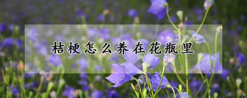 桔梗怎么養(yǎng)在花瓶里