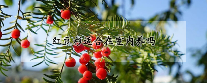 紅豆杉適合在室內養嗎