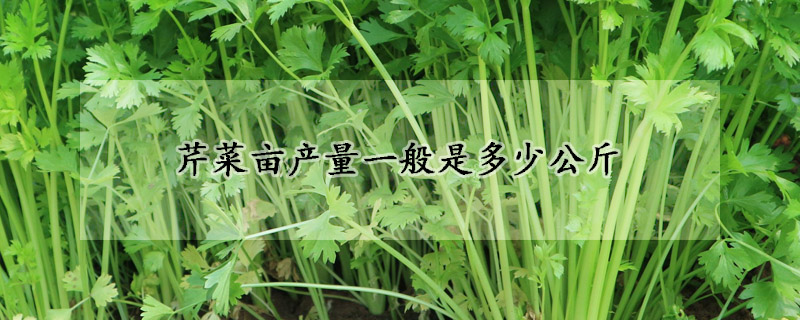 芹菜畝產(chǎn)量一般是多少公斤