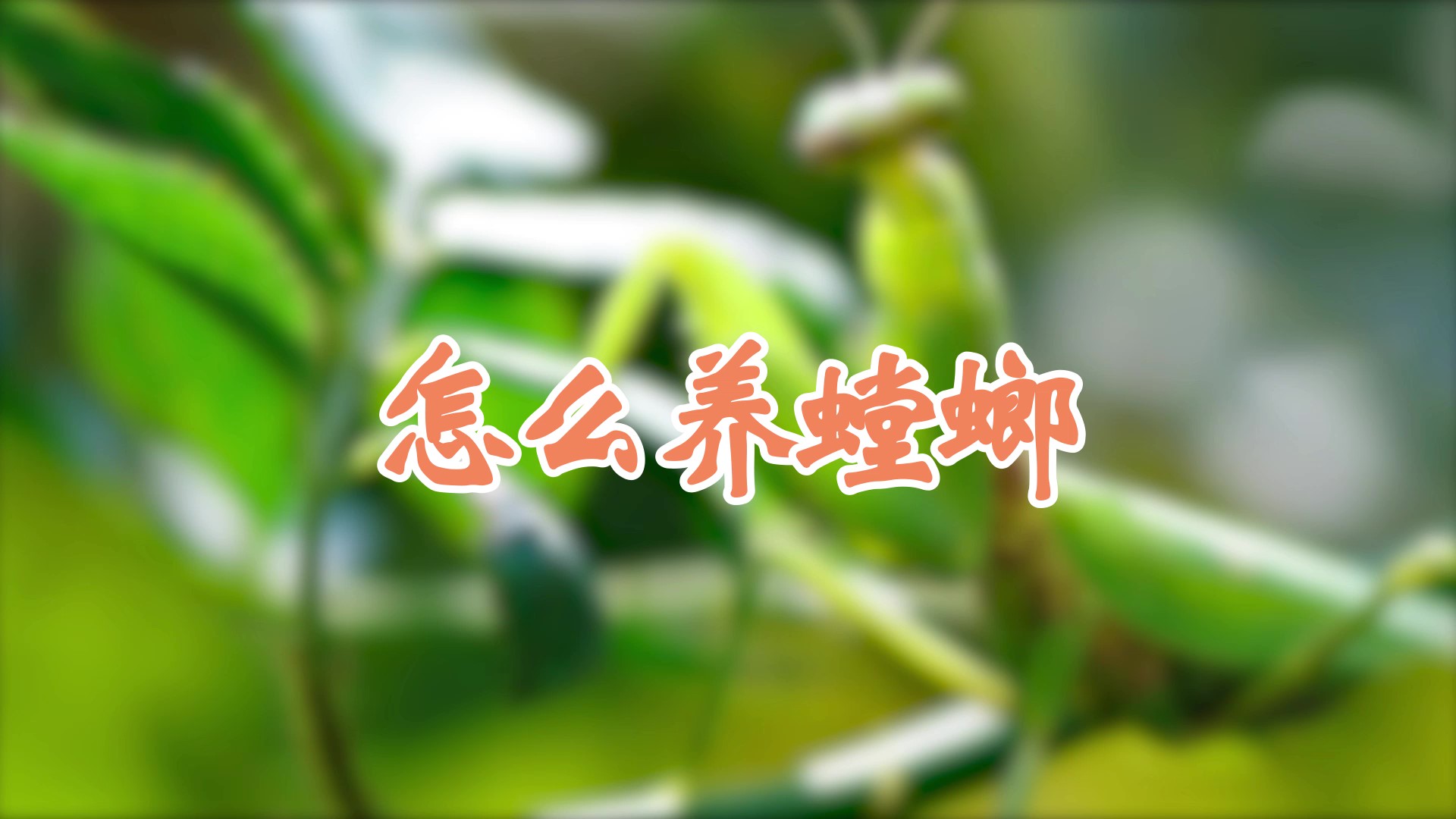 怎么養螳螂