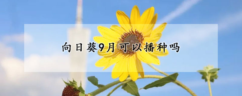 向日葵9月可以播種嗎