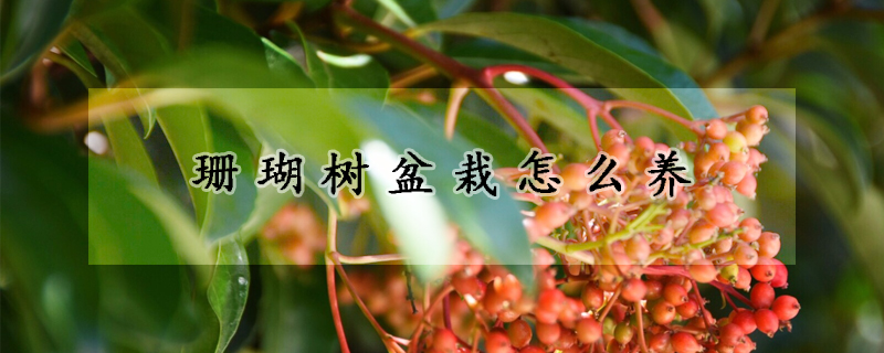 珊瑚樹盆栽怎么養(yǎng)