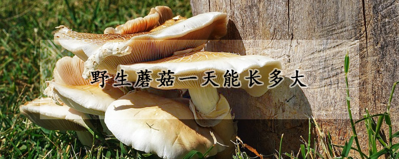 野生蘑菇一天能長(zhǎng)多大