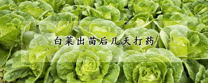 白菜出苗后幾天打藥