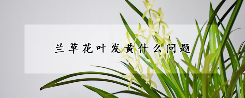 蘭草花葉發(fā)黃什么問題