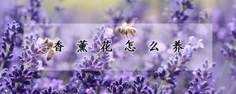 香薰花怎么養(yǎng)