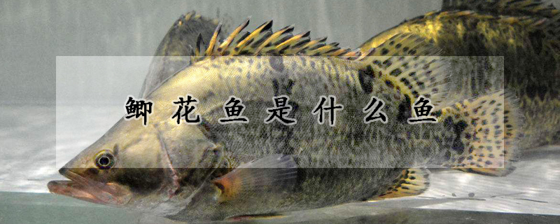 鯽花魚(yú)是什么魚(yú)