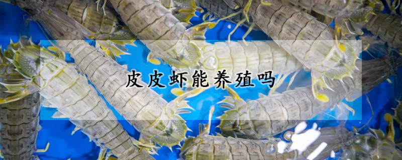 皮皮蝦能養(yǎng)殖嗎