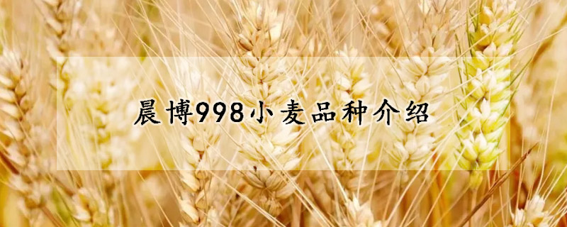 晨博998小麥品種介紹