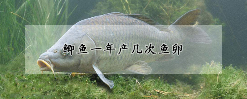 鯽魚一年產(chǎn)幾次魚卵