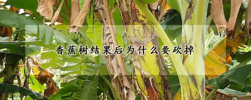 香蕉樹結果后為什么要砍掉