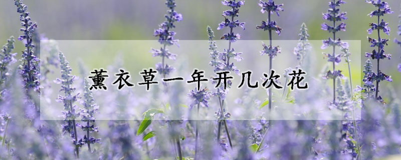 薰衣草一年開幾次花