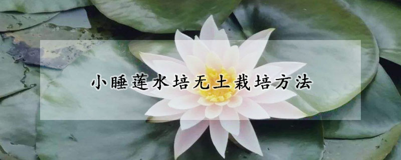 小睡蓮水培無土栽培方法