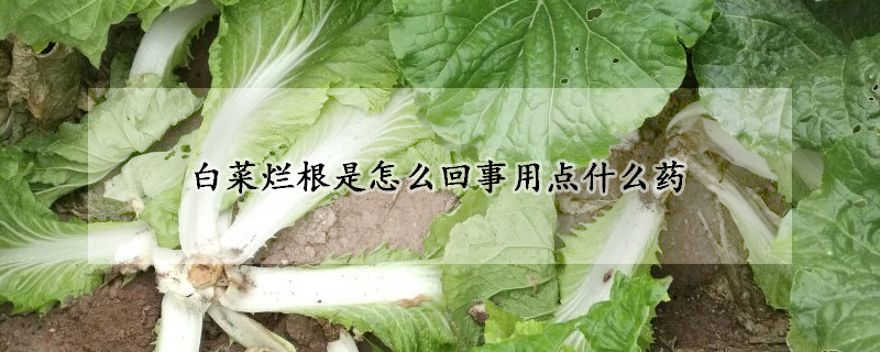 白菜爛根是怎么回事用點什么藥