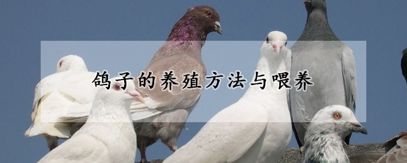 鴿子的養(yǎng)殖方法與喂養(yǎng)