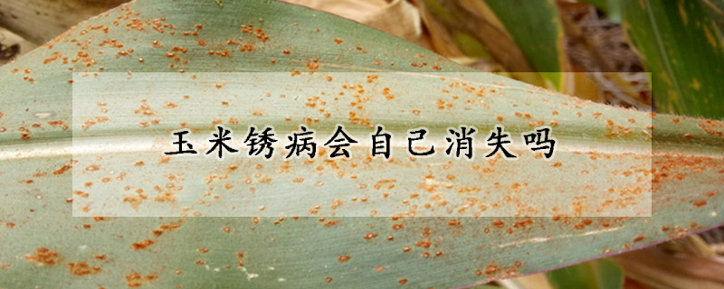 玉米銹病會(huì)自己消失嗎