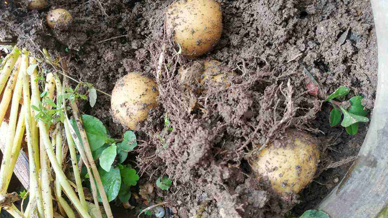 秋土豆種植時間和方法