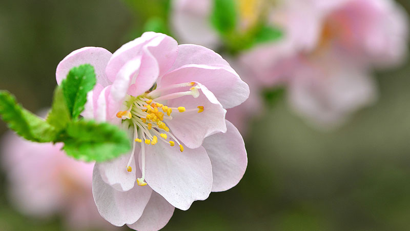 梅花養(yǎng)殖方法和注意事項的種植方法