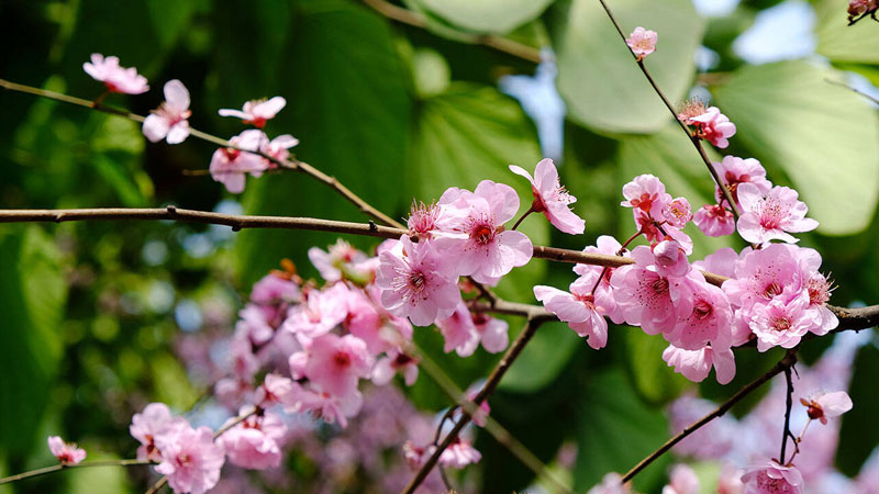 梅花種植方法注意事項(xiàng)