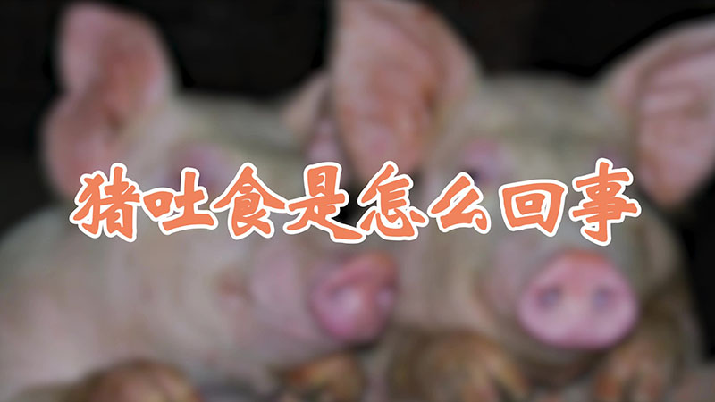 豬吐食是怎么回事