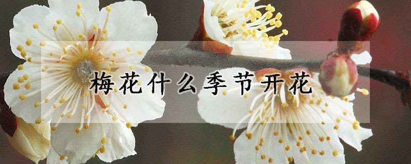 梅花在什么季節(jié)開(kāi)花