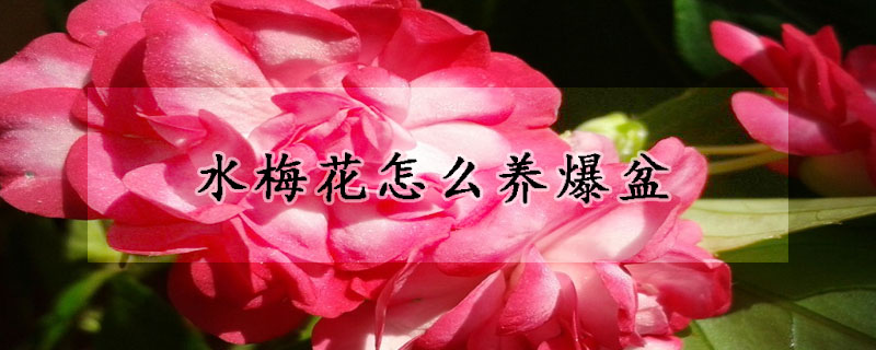 水梅花怎么養(yǎng)爆盆