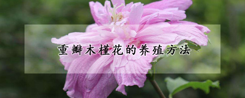 重瓣木槿花的養(yǎng)殖方法