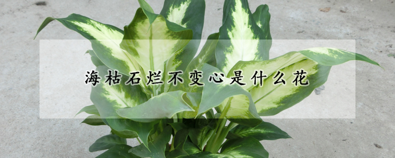 ?？菔癄€不變心是什么花