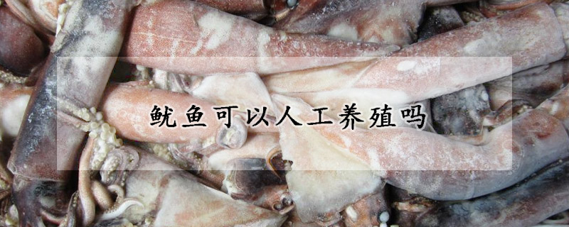 魷魚(yú)可以人工養(yǎng)殖嗎