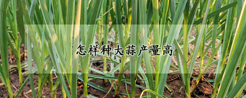 怎樣種大蒜產(chǎn)量高