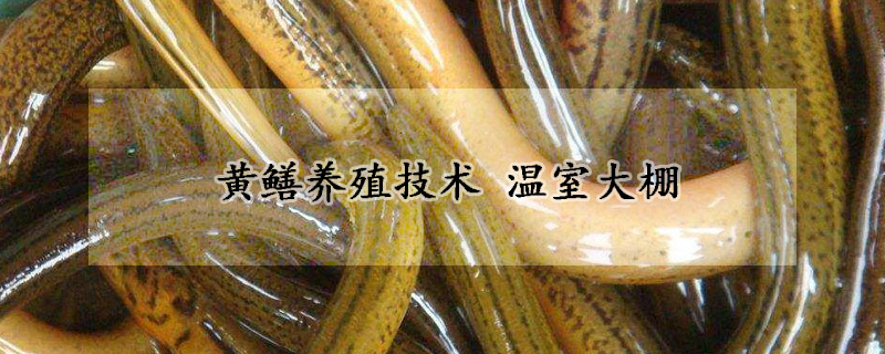 黃鱔養(yǎng)殖技術(shù) 溫室大棚